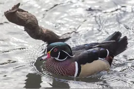 澳大利亚蔬菜种植园减少90%的鸟类侵害图片