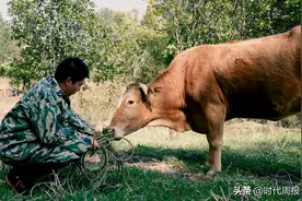 95后青年返乡创业：回村养牛，逆流而上图片
