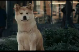 狗狗作为人类忠诚的朋友，你知道它的记忆力是多久吗？图片