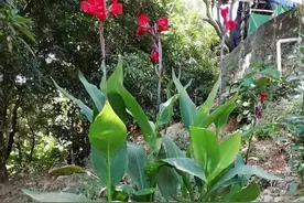 这些植物你认识吗？图片