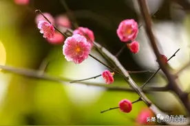 老人说“一年两个春，寡妇遍地分”，今年闰二月，为啥叫孤鸾年图片