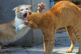 为何母猫在交配后，要转头攻击雄性？老虎舌头的倒刺又有什么用？图片