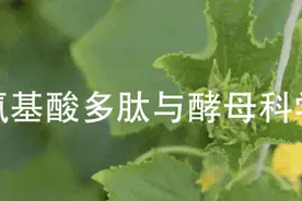 深度解析游离氨基酸左右旋结构之分， 以及其协同作用特点图片