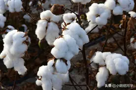 这几种面料最适合夏天穿！亲肤，吸湿排汗又凉爽！你知道吗？图片