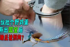 四川小伙捡到野鸡蛋，用母鸡孵化出4只凤凰，为啥最后却被判刑？图片