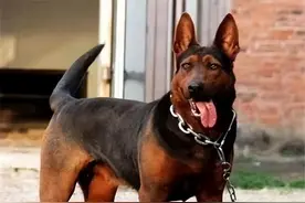 为什么养“莱州红”的人越来越多？网友：养了就不想换狗了图片