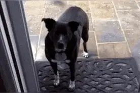 禁忌！最好别养黑狗，你知道为什么吗？图片