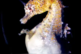 中国男人对壮阳有多执着？公海马负责怀孕生子，也能泡成壮阳药？图片