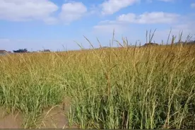 肉眼可见，地球最大的生物体竟然是它图片