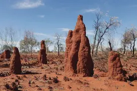 人类在盖房子方面，还真得学学蚂蚁，蚁巢藏了多少“机关”？图片