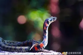 春意浓，蛇出没要当心！如何科学应对蛇咬伤图片