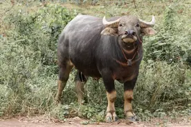 10年广西农家出现“神牛”，每晚自己开关灯，为何出八万也不卖？图片