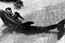 海豚为什么会爱上人类？图片