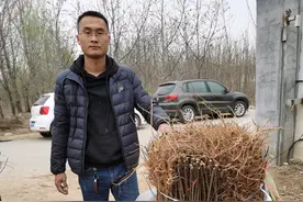 带你深入了解黄金凤桃苗的品种特点图片