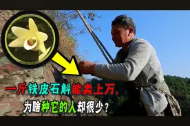 曾卖千元一斤，现在沦落当盆栽，铁皮石斛为什么没人种没人买了？图片