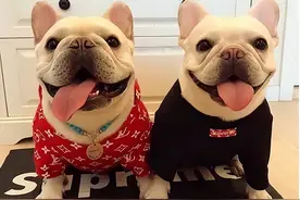 为啥“法斗”越来越受欢迎？宠主：养了看不上其他狗图片