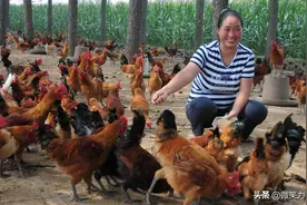 你知道哪三种蔬菜不能喂鸡吗？了解它有百利而无一害图片