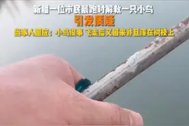 男子回应自己救鸟过程 小鸟被救后放飞图片