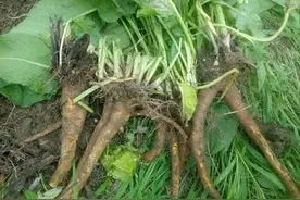 几种民间称为“土大黄”的植物简述图片