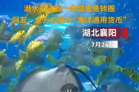 湖北襄阳一海洋馆内，魔鬼鱼被潜水员逮着转圈圈，魔鬼鱼内心os：我是魔鬼鱼你是真魔鬼图片