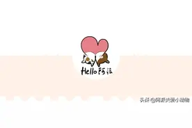 如果毛孩子会唱歌，肯定唱这些给您听图片