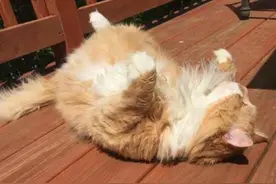 主人将橘猫“丢弃”于20公里外，它徒步返回却被主人抛弃图片