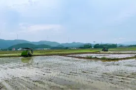 一人一机每天插种晚稻30多亩 科学种田助力粮仓富足图片