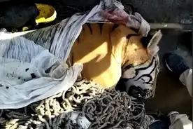 3天咬死4人！印度再现“食人虎”，为啥印度频繁出现食人虎？图片