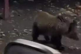 男子自驾西藏遇18头棕熊觅食，当事人：它们围着车踱步，还有熊爬到车上，政府：如遇危险可电话求助图片