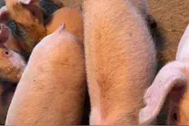 「养殖分享」一例猪场圆环病毒的诊断与治疗体会图片