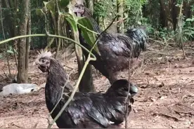 云南敢媲美世界的名鸡，却低调得让人心疼图片