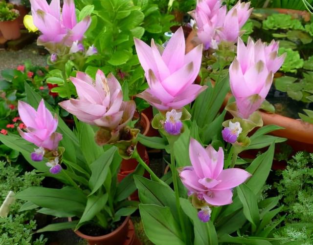 洋荷姜种苗在哪里买的到 一块"洋姜"种花盆,开满粉色荷花,现在种一盆