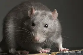 家里有老鼠别着急，只需一张白纸，几粒花生米，就能轻松解决问题图片