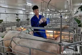 这个人广西大学毕业，在柳城养猪？图片