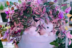 婚礼油画吊兰越养越难看？3招让它恢复颜值图片