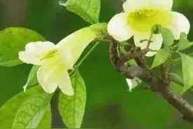 菜豆树，俗称幸福树图片