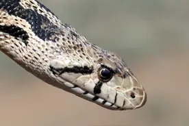 为什么很多人都怕蛇？科学家曾用7个月大婴儿做实验寻找答案图片