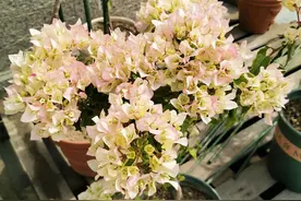 阳台养三角梅，就选“维拉白”，个子小、爱开花，颜值高又好养图片