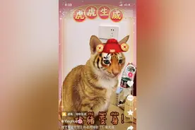 猫咪不会老虎吼，那老虎会喵喵叫吗？图片