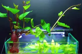 养鱼男子鱼缸种红薯半年不换水，15天长根又长叶，美观好看净化水图片