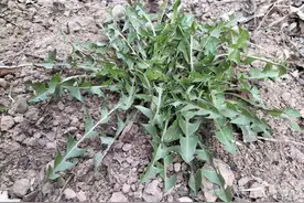 又到吃野菜的季节了，适合糖友吃的5种野菜，这个春天不要错过图片