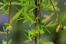 春天里的那些野菜｜柳叶柳芽图片