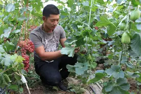 一棚两用搭配10种果蔬挣10万，大哥葡萄休果期套种叶菜，大有门道图片