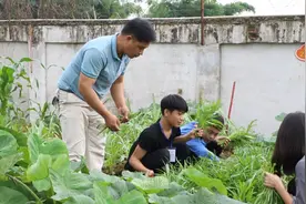 校园里“圈地种菜” 学生劳作树“感恩观”图片