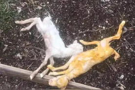 养羊人最常用的十种药，有了它们，能轻松解决羊群的日常疾病图片