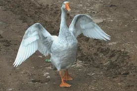 有鹅的地方就没有蛇？大鹅究竟有多凶猛，为何不少动物都怕它呢？图片