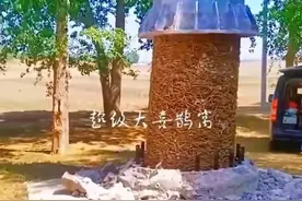 铁塔拆除惊现超大喜鹊窝图片