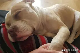 电动车电池起火引火灾，狗狗为救主人而不幸死去，被人们誉为英雄图片