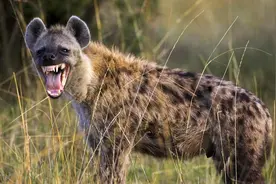 作为非洲二哥的鬣狗，不怕狮子却怕非洲人？非洲人是怎么对它的？图片