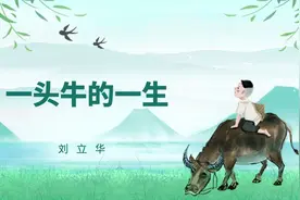 「一点庆阳」一头牛的一生图片